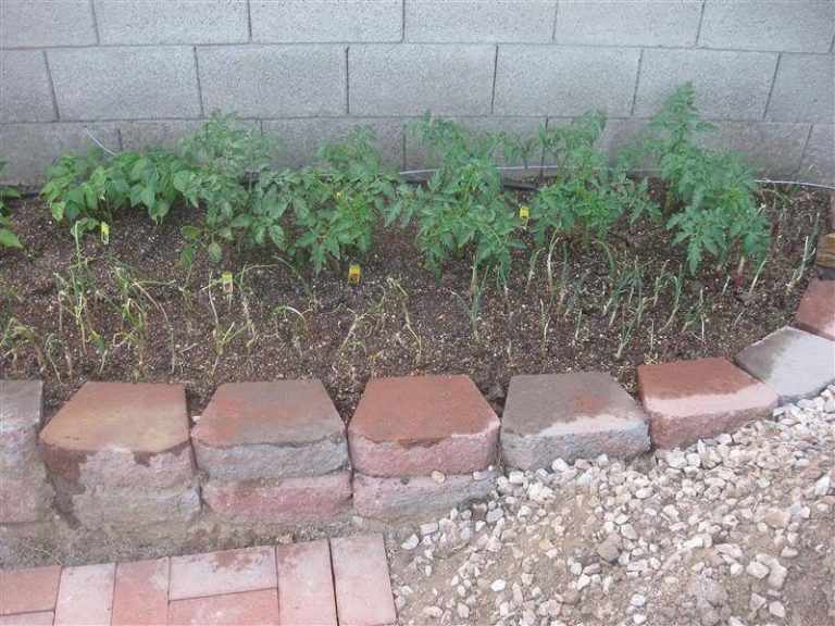 my garden