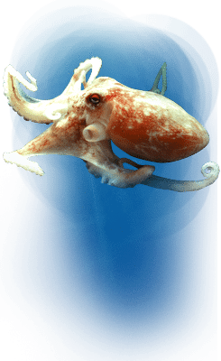 SEA LIFE Arizona Aquarium New Tour Review giantpacificoctopus large