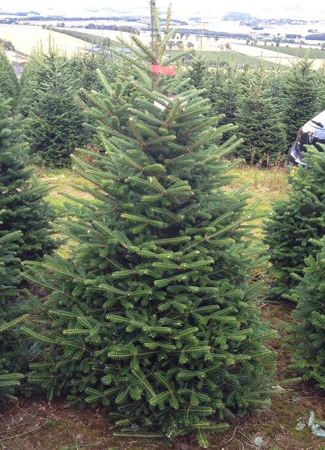 Real or Artificial Christmas Tree?