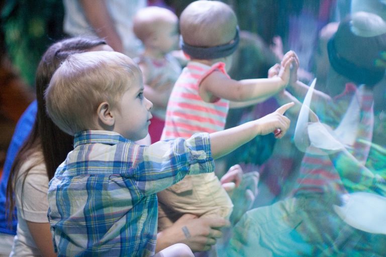 SEA LIFE Arizona Aquarium Review