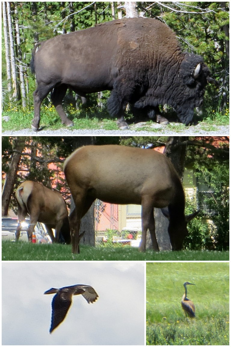 Yellowstone Buffalo and Animal Sightings