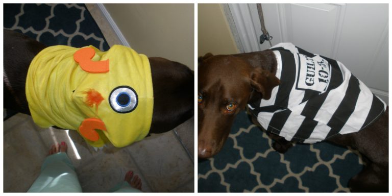 Pet Halloween Costumes