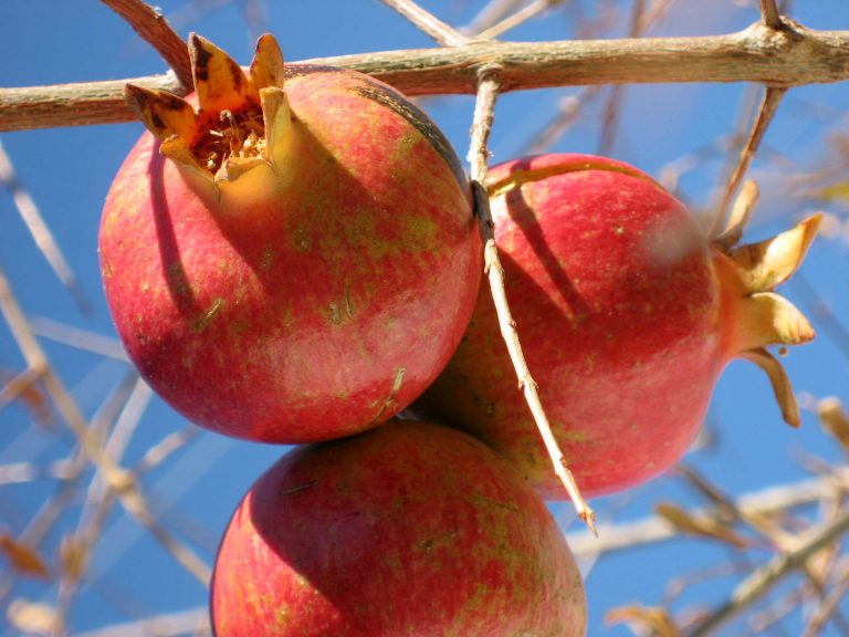 Celebrate National Pomegranate Month