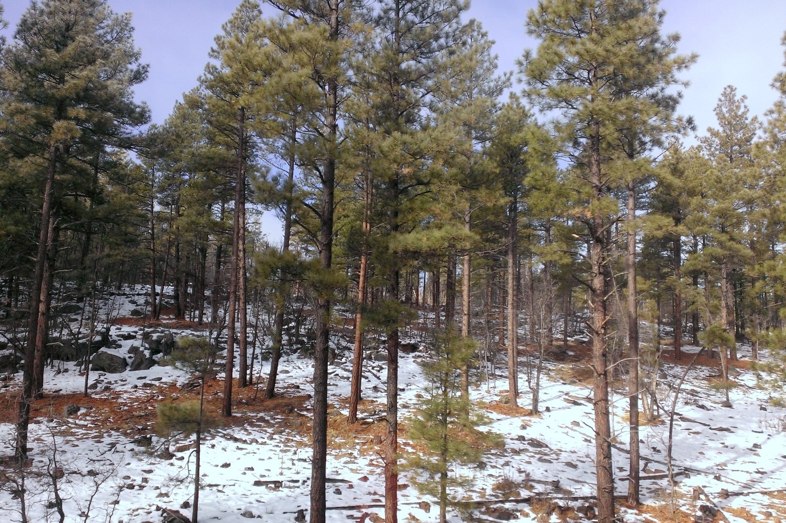 Pine Trees Snow