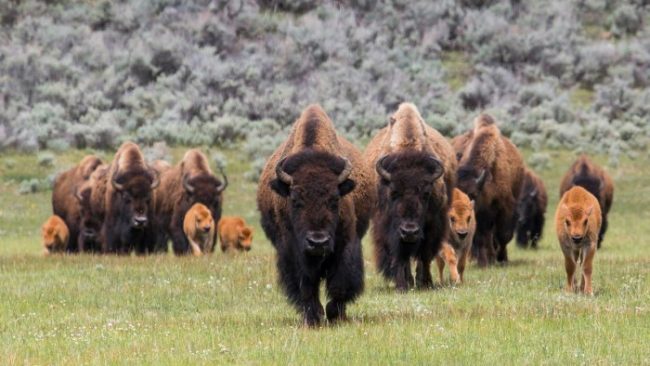 51 Family Destinations: The Best Things to Do in Each State yellowstone bison