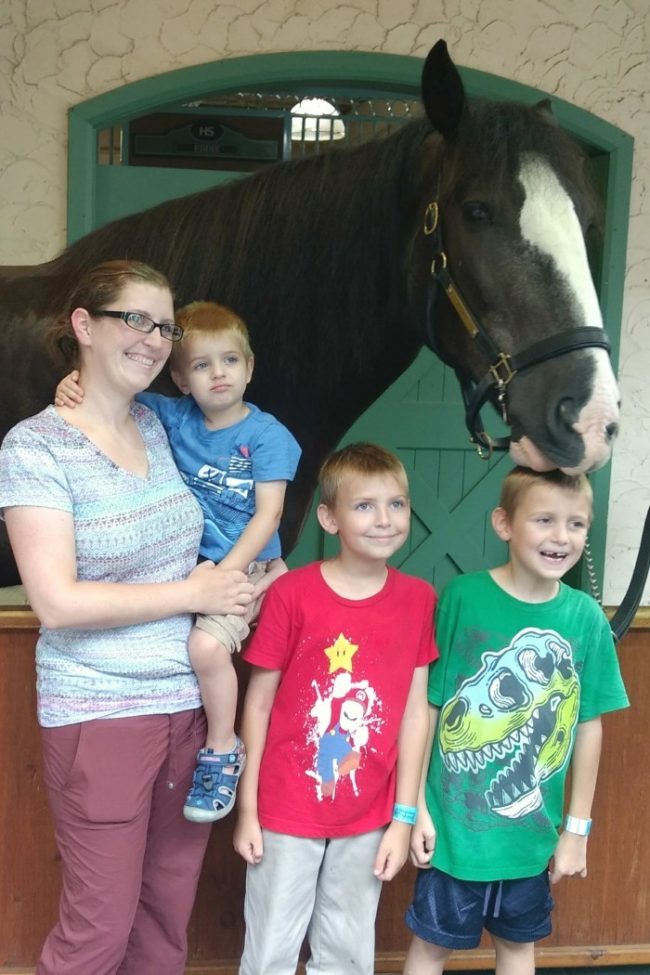 clydesdale horses busch gardens