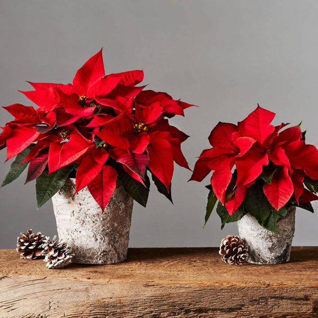Fantastic Gifts for Women This Holiday Season poinsettias