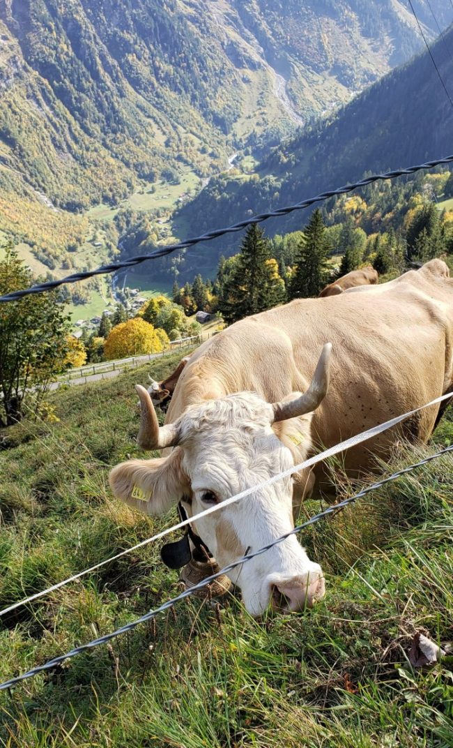 What to do in Switzerland: A 3 Day Switzerland Itinerary cow along trail in murren