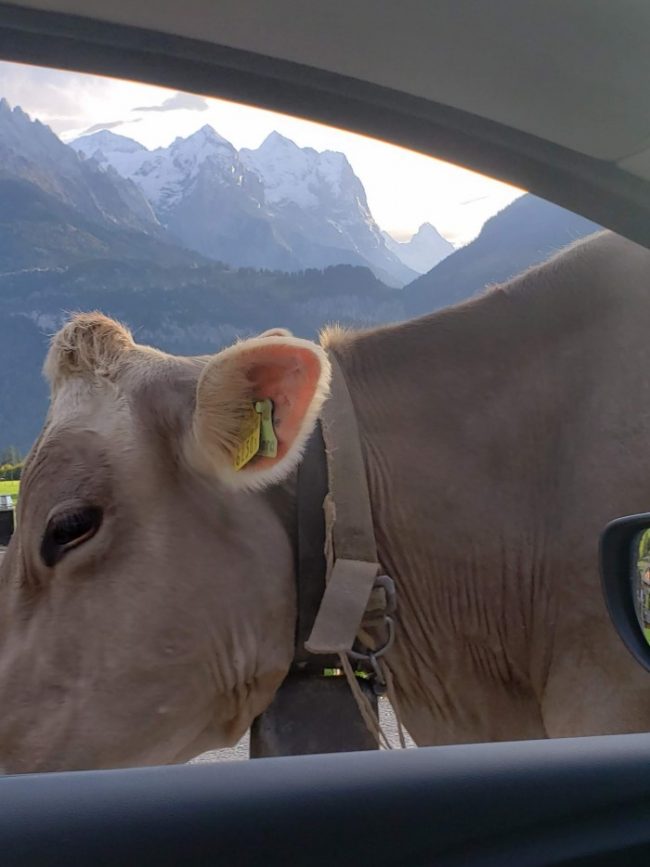 What to do in Switzerland: A 3 Day Switzerland Itinerary hasilberg switzerland cow