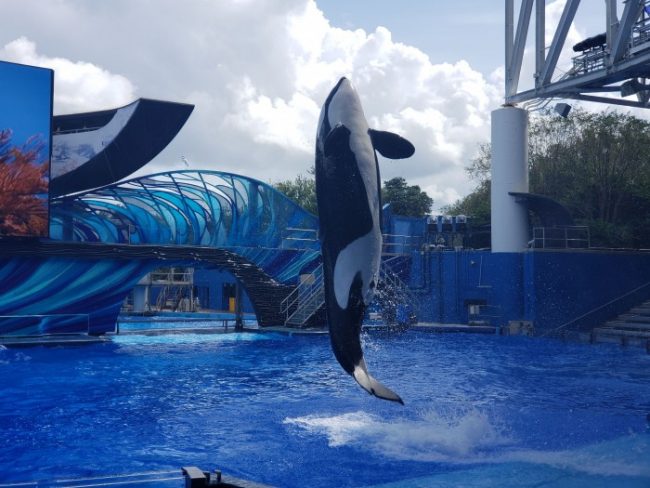 All You Need to Know About FantasyWorld Resort in Kissimmee, Florida 17 All You Need to Know About FantasyWorld Resort in Kissimmee, Florida 20201010 120649