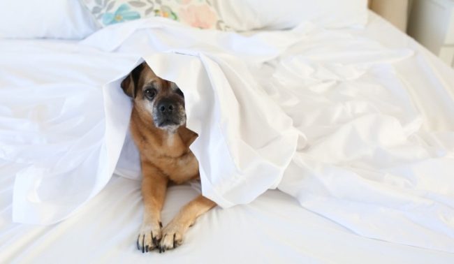 Thoughtful Christmas Gift Ideas for Mom! peach skin sheets dog