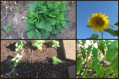 July Garden Update!